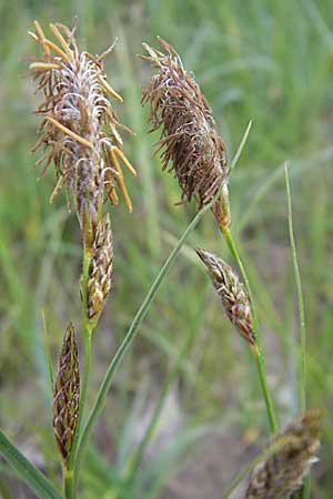 Carex hirta \ Behaarte Segge, D Viernheim 4.5.2009