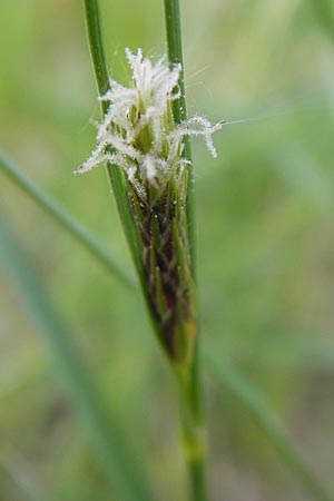 Carex hirta \ Behaarte Segge, D Viernheim 4.5.2009