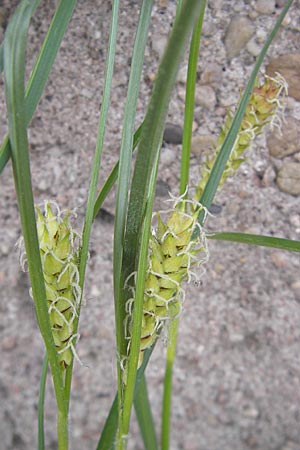 Carex hirta \ Behaarte Segge, D Mannheim 6.5.2009