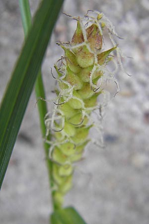 Carex hirta \ Behaarte Segge, D Mannheim 6.5.2009
