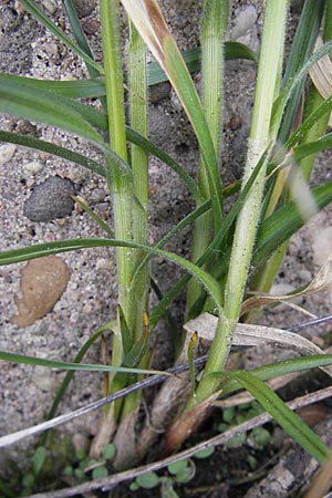 Carex hirta \ Behaarte Segge, D Mannheim 6.5.2009