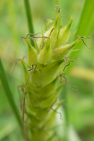Carex hirta \ Behaarte Segge, D Lampertheim 16.5.2009