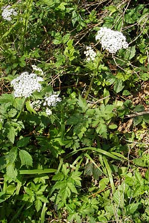 Chaerophyllum hirsutum \ Berg-Klberkropf / Hairy Chervil, D Kempten 22.5.2009