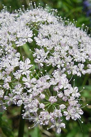 Chaerophyllum hirsutum \ Berg-Klberkropf / Hairy Chervil, D Kempten 22.5.2009