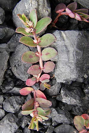 Chamaesyce maculata \ Gefleckte Wolfsmilch / Spotted Spurge, Spotted Sandmat, D Mannheim 19.6.2009