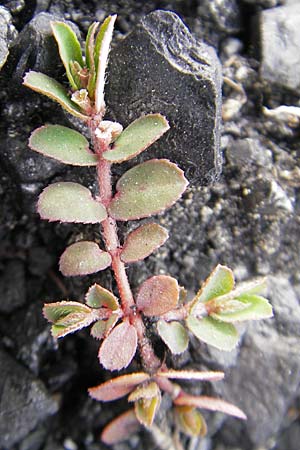 Chamaesyce maculata \ Gefleckte Wolfsmilch / Spotted Spurge, Spotted Sandmat, D Mannheim 19.6.2009