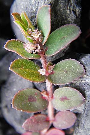 Chamaesyce maculata \ Gefleckte Wolfsmilch / Spotted Spurge, Spotted Sandmat, D Mannheim 19.6.2009