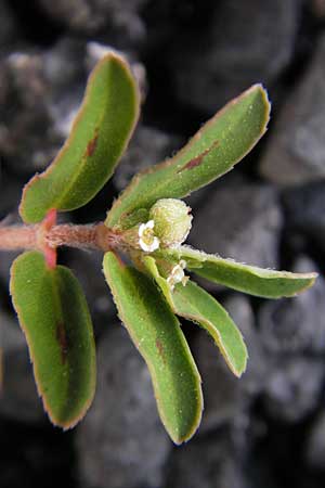 Chamaesyce maculata \ Gefleckte Wolfsmilch / Spotted Spurge, Spotted Sandmat, D Mannheim 19.6.2009