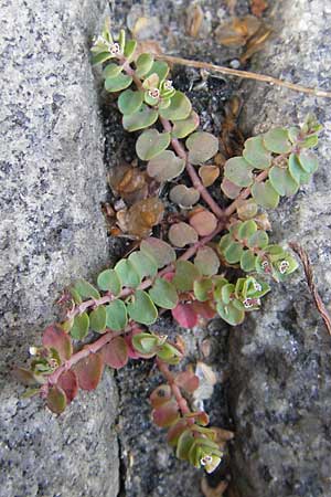 Chamaesyce serpens \ Geschlngelte Wolfsmilch / Matted Sandmat, Creeping Spurge, D Heidelberg 30.7.2009