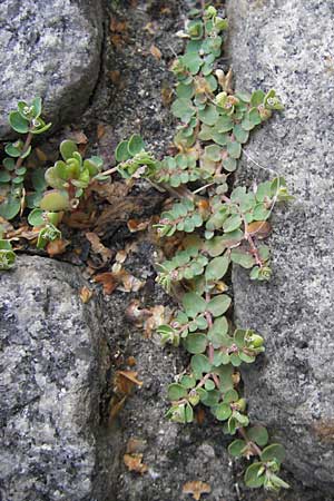 Chamaesyce serpens \ Geschlngelte Wolfsmilch / Matted Sandmat, Creeping Spurge, D Heidelberg 30.7.2009