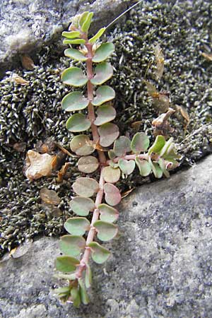 Chamaesyce serpens \ Geschlngelte Wolfsmilch / Matted Sandmat, Creeping Spurge, D Heidelberg 30.7.2009