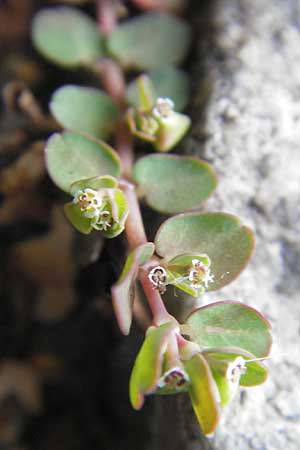 Chamaesyce serpens \ Geschlngelte Wolfsmilch / Matted Sandmat, Creeping Spurge, D Heidelberg 30.7.2009