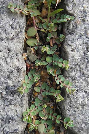 Chamaesyce serpens \ Geschlngelte Wolfsmilch / Matted Sandmat, Creeping Spurge, D Heidelberg 30.7.2009