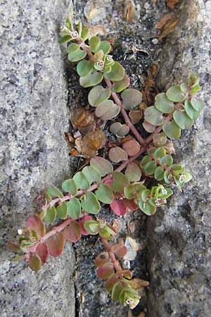 Chamaesyce serpens \ Geschlngelte Wolfsmilch / Matted Sandmat, Creeping Spurge, D Heidelberg 30.7.2009