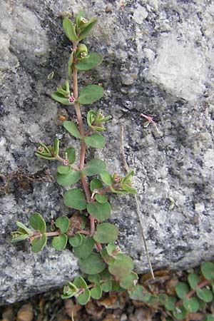 Chamaesyce serpens \ Geschlngelte Wolfsmilch / Matted Sandmat, Creeping Spurge, D Heidelberg 30.7.2009