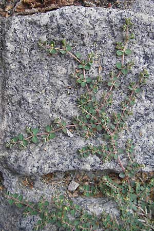 Chamaesyce serpens \ Geschlngelte Wolfsmilch / Matted Sandmat, Creeping Spurge, D Heidelberg 30.7.2009