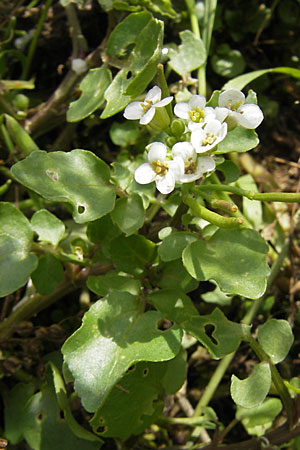 Cardamine hirsuta \ Vielstngeliges Schaumkraut, Behaartes Schaumkraut / Hairy Bitter-Cress, D Heidelberg 6.9.2009