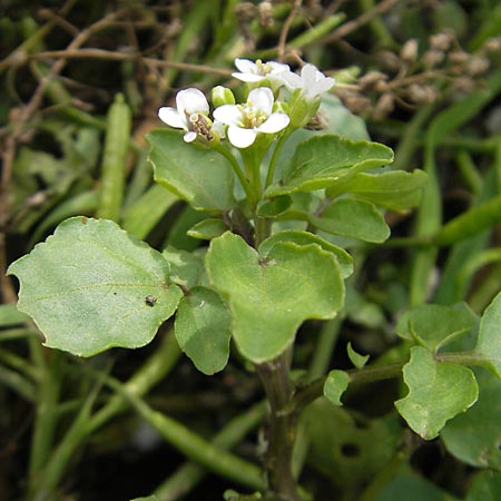 Cardamine hirsuta \ Vielstngeliges Schaumkraut, Behaartes Schaumkraut / Hairy Bitter-Cress, D Heidelberg 6.9.2009