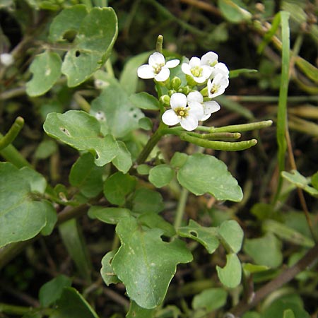 Cardamine hirsuta \ Vielstngeliges Schaumkraut, Behaartes Schaumkraut / Hairy Bitter-Cress, D Heidelberg 6.9.2009