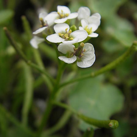 Cardamine hirsuta \ Vielstngeliges Schaumkraut, Behaartes Schaumkraut / Hairy Bitter-Cress, D Heidelberg 6.9.2009