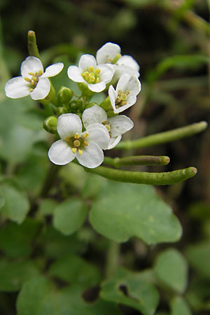 Cardamine hirsuta \ Vielstngeliges Schaumkraut, Behaartes Schaumkraut / Hairy Bitter-Cress, D Heidelberg 6.9.2009