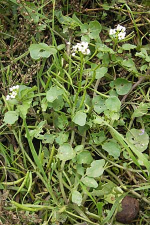 Cardamine hirsuta \ Vielstngeliges Schaumkraut, Behaartes Schaumkraut / Hairy Bitter-Cress, D Heidelberg 6.9.2009