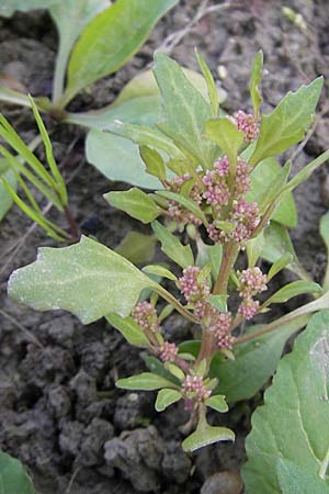 Chenopodium glaucum \ Blaugrner Gnsefu / Oak-Leaved Goosefoot, Glaucous Goosefoot, D Groß-Gerau 21.10.2009