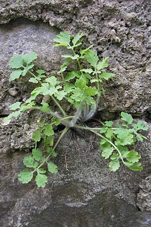 Chelidonium majus \ Groes Schllkraut, D Neckarzimmern 11.4.2010