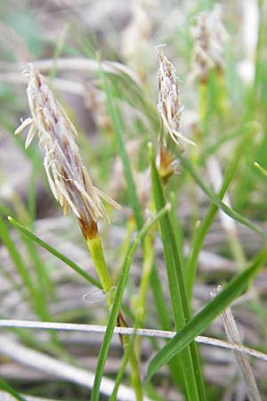 Carex humilis \ Erd-Segge, Niedrige Segge / Dwarf Sedge, D Karlstadt 1.5.2010