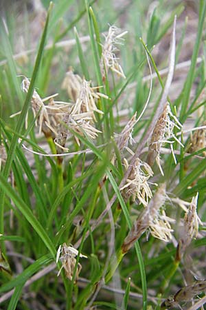 Carex humilis \ Erd-Segge, Niedrige Segge / Dwarf Sedge, D Karlstadt 1.5.2010