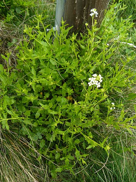 Arabidopsis halleri \ Hallers Schaumkresse / Haller's Rock-Cress, D Warburg 26.4.2014