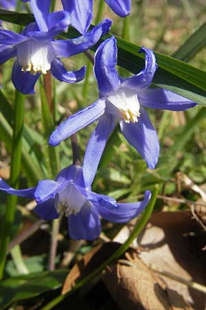 Scilla sardensis \ Sardes-Schneeglanz, Dunkle Sternhyazinthe / Sardes Glory of the Snow, D Mannheim 20.3.2011