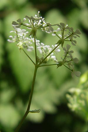 Chaerophyllum temulum \ Hecken-Klberkropf, Taumel-Klberkropf / Rough Chervil, D Wutach - Schlucht / Gorge 12.6.2011