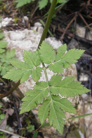 Chaerophyllum hirsutum \ Berg-Klberkropf / Hairy Chervil, D Berchtesgaden 20.6.2011