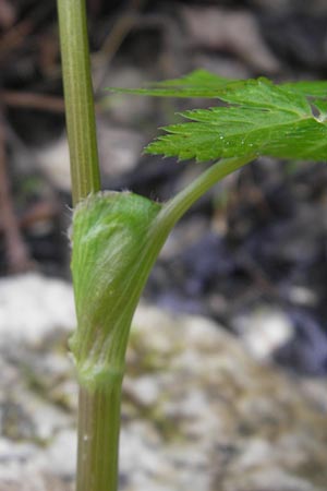 Chaerophyllum hirsutum \ Berg-Klberkropf / Hairy Chervil, D Berchtesgaden 20.6.2011
