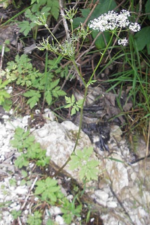 Chaerophyllum hirsutum \ Berg-Klberkropf / Hairy Chervil, D Berchtesgaden 20.6.2011