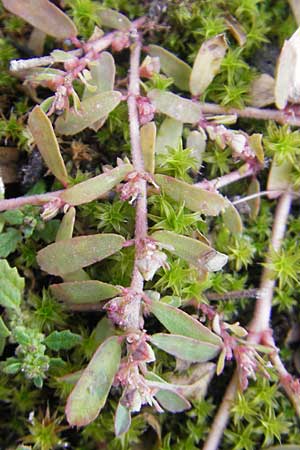 Chamaesyce maculata \ Gefleckte Wolfsmilch / Spotted Spurge, Spotted Sandmat, D Ludwigshafen 19.10.2011