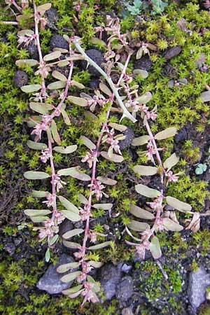 Chamaesyce maculata \ Gefleckte Wolfsmilch / Spotted Spurge, Spotted Sandmat, D Ludwigshafen 19.10.2011