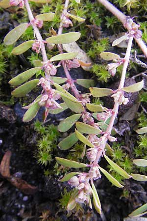 Chamaesyce maculata \ Gefleckte Wolfsmilch / Spotted Spurge, Spotted Sandmat, D Ludwigshafen 19.10.2011