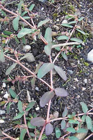 Chamaesyce maculata \ Gefleckte Wolfsmilch / Spotted Spurge, Spotted Sandmat, D Ludwigshafen 19.10.2011