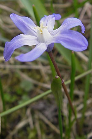 Scilla luciliae x siehei \ Hybrid-Sternhyazinthe / Hybrid Squill, D Ludwigshafen 29.3.2012