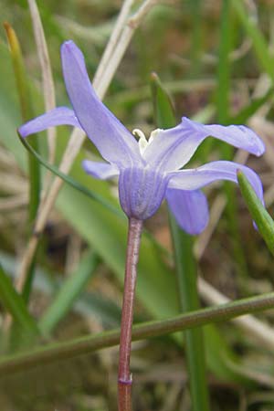 Scilla luciliae x siehei \ Hybrid-Sternhyazinthe / Hybrid Squill, D Ludwigshafen 29.3.2012