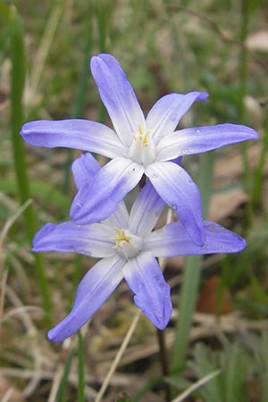 Scilla luciliae x siehei \ Hybrid-Sternhyazinthe / Hybrid Squill, D Ludwigshafen 29.3.2012