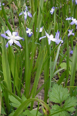Scilla luciliae x siehei, Hybrid-Sternhyazinthe