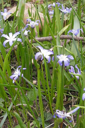 Scilla luciliae x siehei \ Hybrid-Sternhyazinthe / Hybrid Squill, D Ludwigshafen 29.3.2012