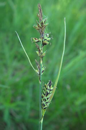 Carex hartmaniorum \ Hartmans Segge / Hartman's , D Pfalz, Speyer 25.5.2012