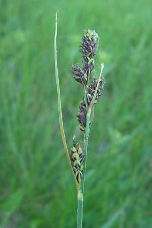 Carex hartmaniorum \ Hartmans Segge / Hartman's , D Pfalz, Speyer 25.5.2012