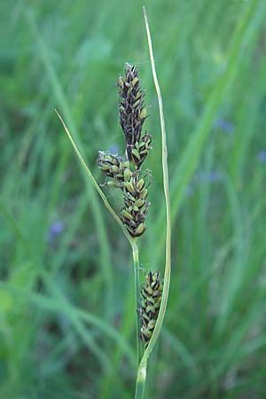 Carex hartmaniorum \ Hartmans Segge / Hartman's , D Pfalz, Speyer 25.5.2012