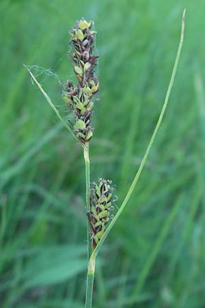 Carex hartmaniorum \ Hartmans Segge / Hartman's , D Pfalz, Speyer 25.5.2012