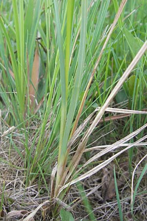 Carex hartmaniorum \ Hartmans Segge / Hartman's , D Pfalz, Speyer 25.5.2012
